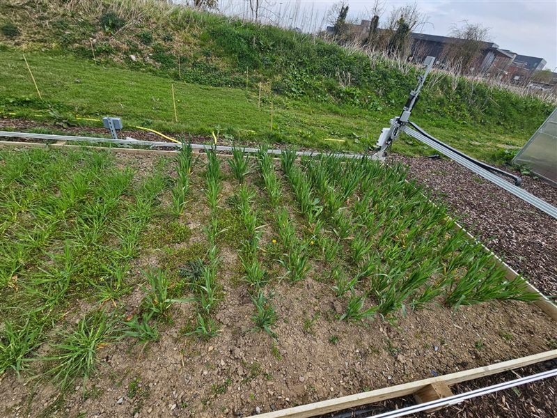 Oat and barley research plots under controlled drought and heat treatments at the Maynooth farmbed.